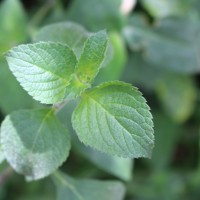 Ageratum conyzoides L.